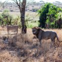 TZA MAR SerengetiNP 2016DEC24 LemalaEwanjan 016 : 2016, 2016 - African Adventures, Africa, Date, December, Eastern, Lemala Ewanjan Camp, Mara, Month, Places, Serengeti National Park, Tanzania, Trips, Year